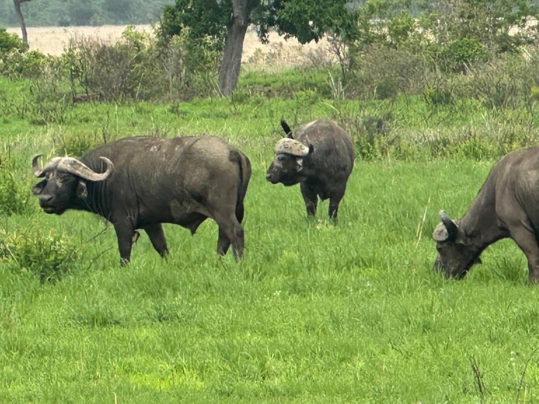 African buffalo grazing in green grass