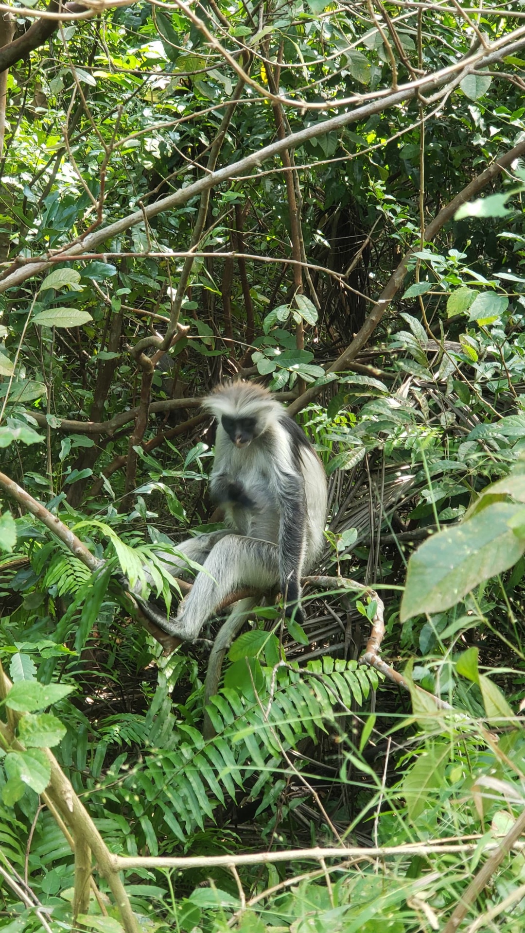 Monkey resting among dense vegetation in Jozani Forest