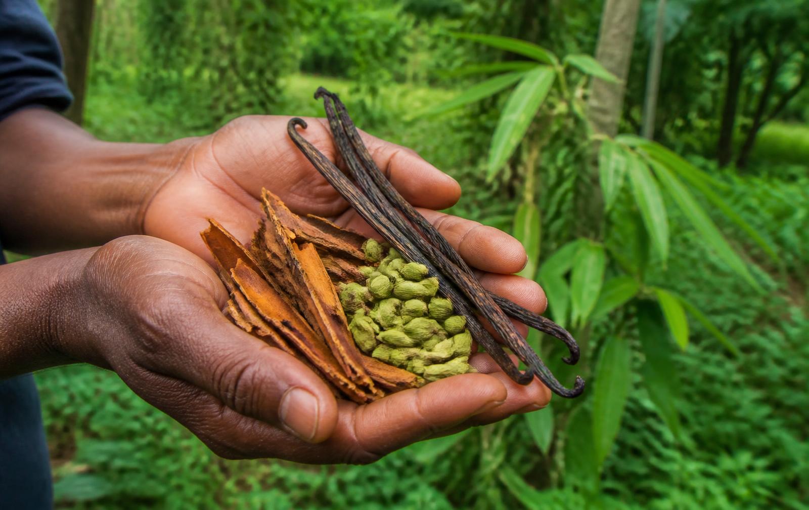 Hands holding cinnamon bark, cardamom and vanilla at a Zanzibar spice farm