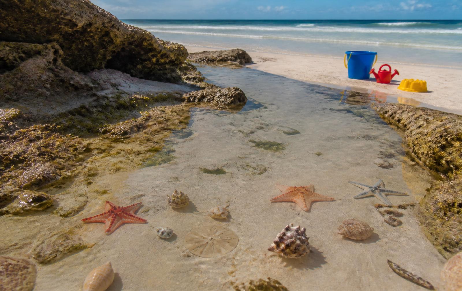 Shallow tide pool with starfish and shells on a Zanzibar beach