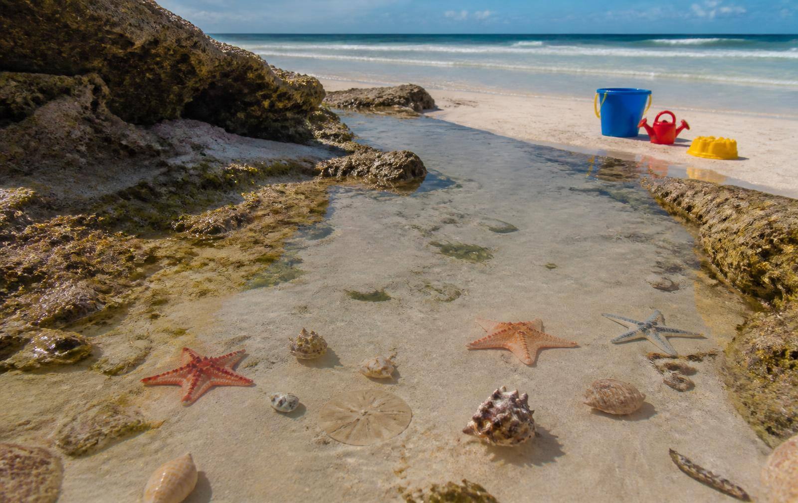 Shallow tide pool with starfish and shells on a Zanzibar beach
