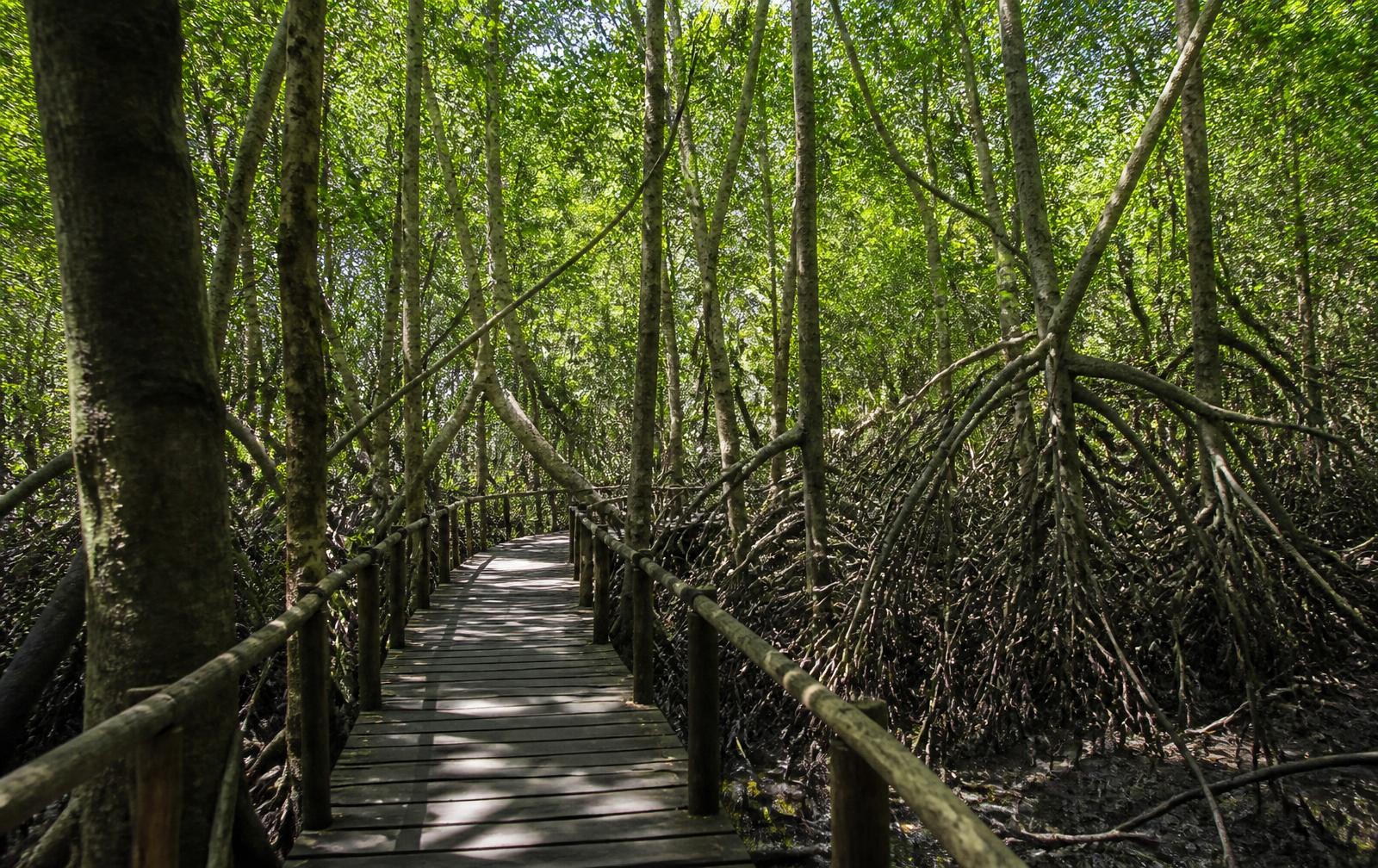 Boardwalk through the mangrove forest in Jozani, Zanzibar