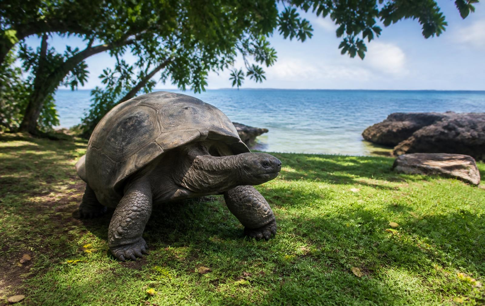 Giant tortoise resting in the shade on Prison Island, Zanzibar