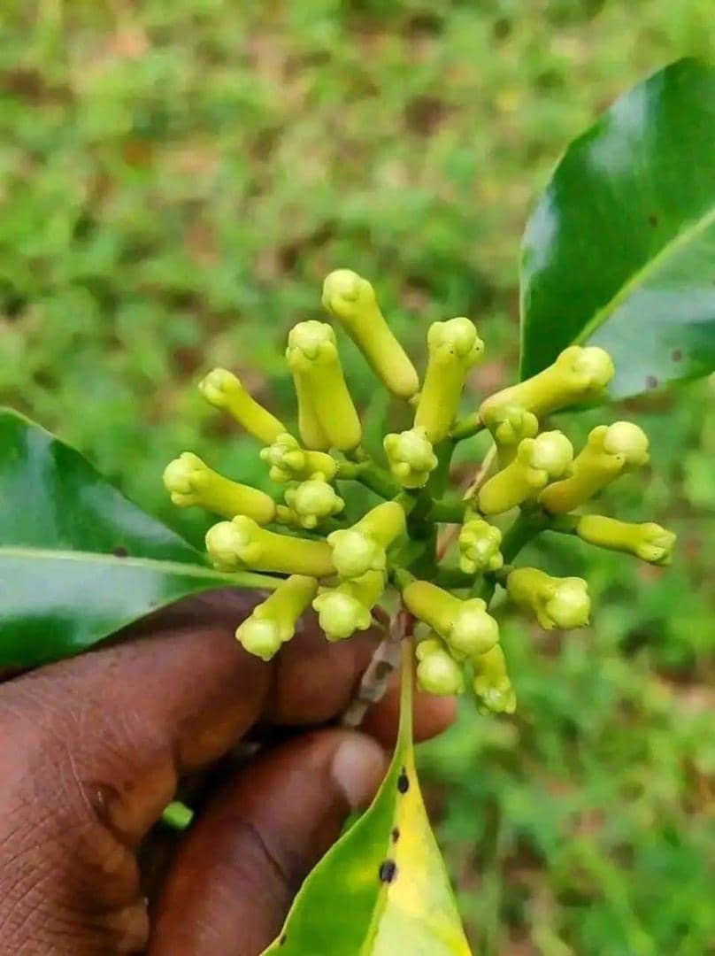 Fresh clove buds shown during a Zanzibar Spice Farm visit