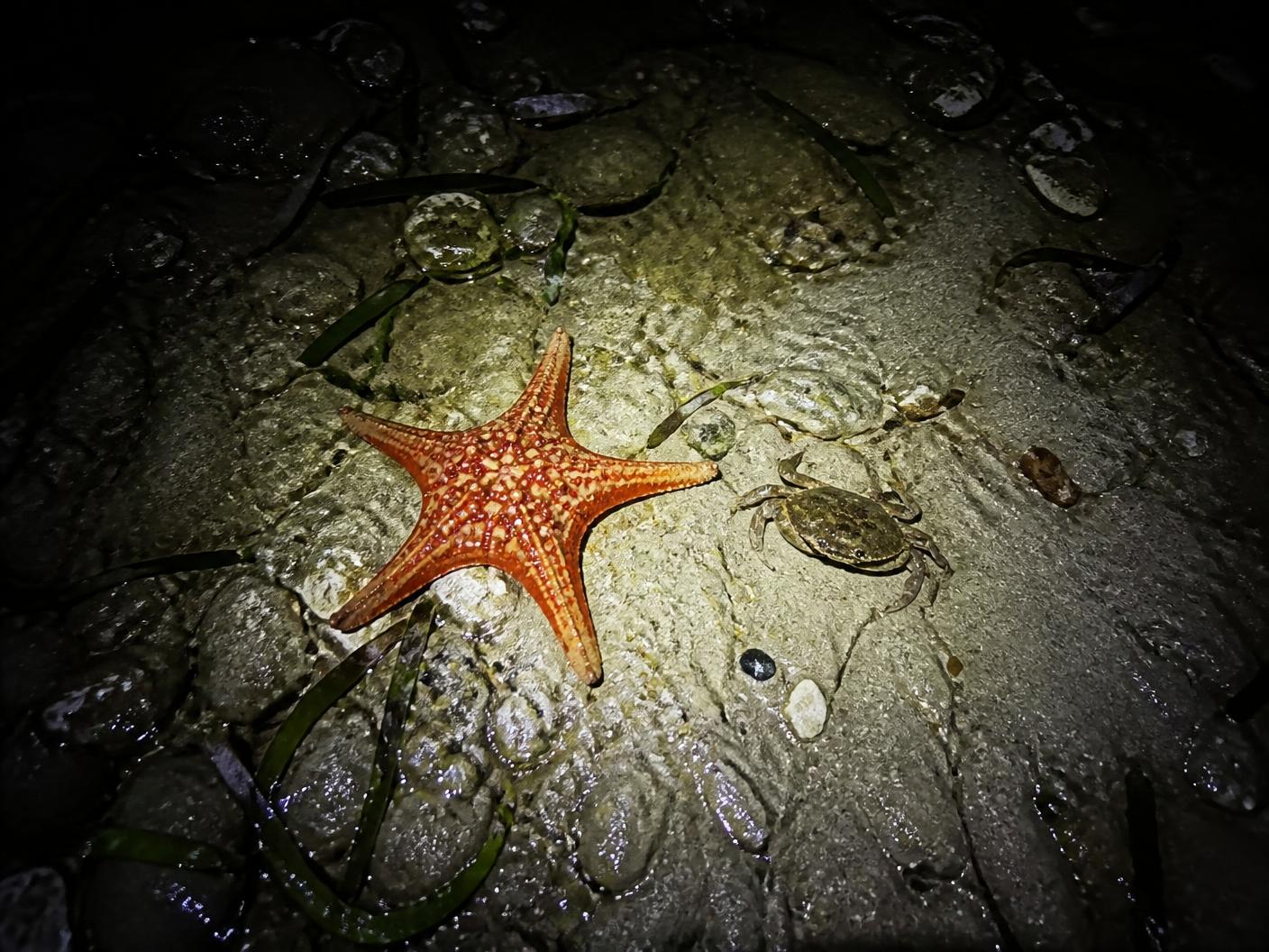 Torchlight on a sea star and a small crab in a shallow tide pool at night