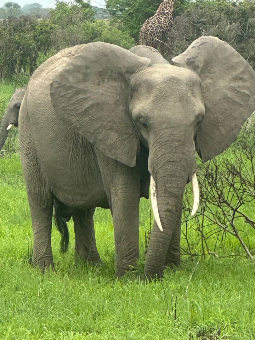 Elephant with a giraffe visible in the landscape behind
