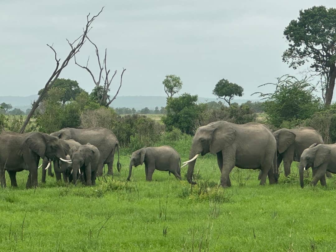 Elephant herd with calves crossing green grassland