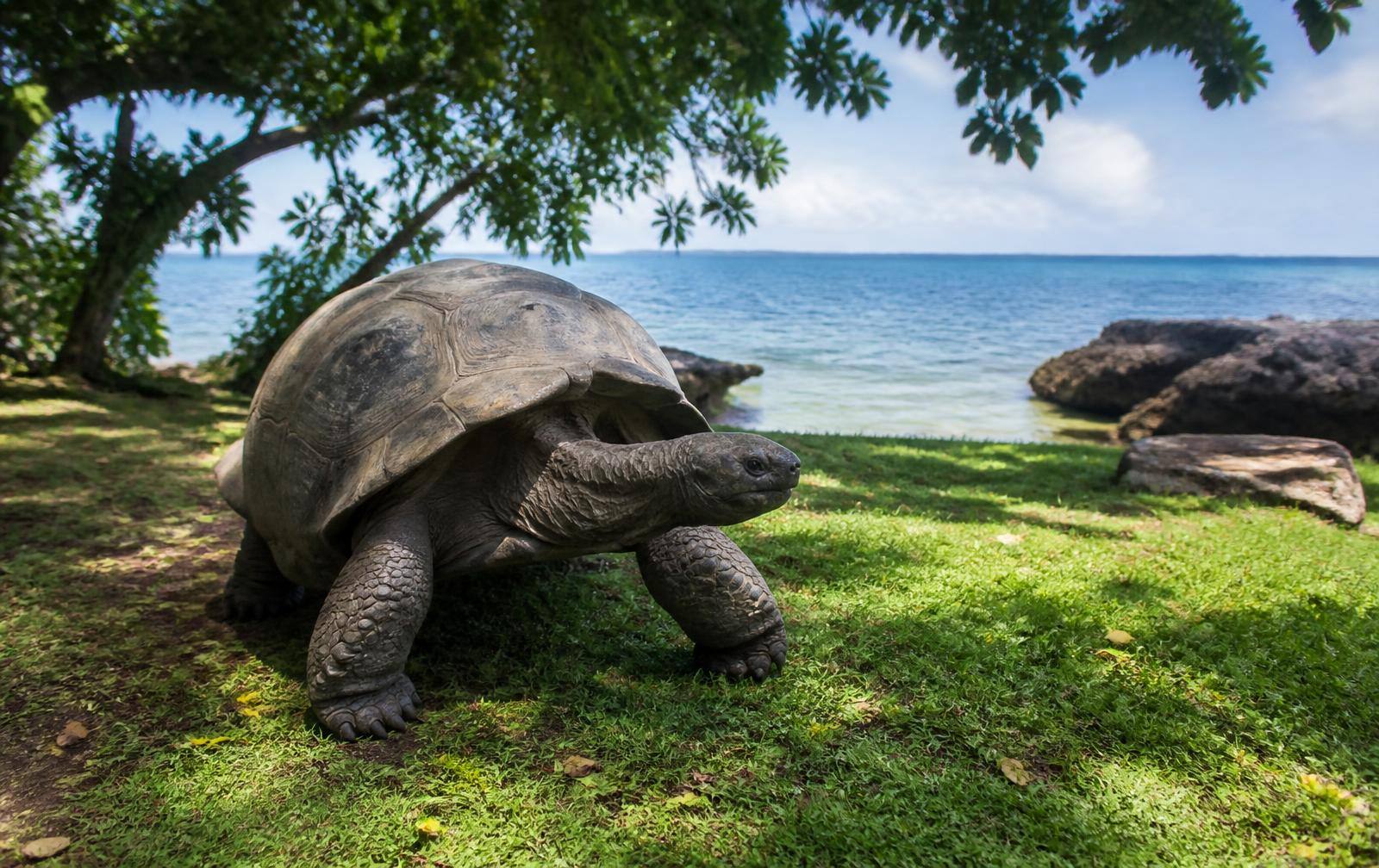 Giant tortoise resting in the shade on Prison Island, Zanzibar