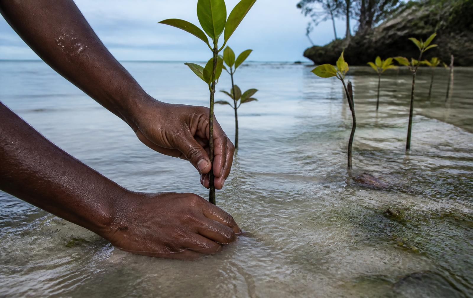 Mangrove seedlings being planted on a Zanzibar shoreline