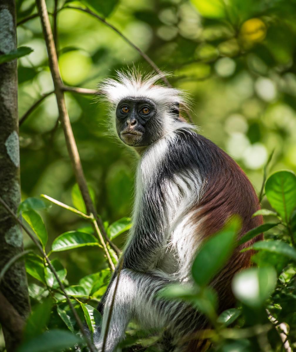 Red colobus monkey in the green canopy of Jozani Forest